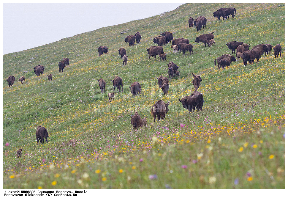  ������������� ����, ���������� ������, ���������-���������� ����������, ������, ���, ������, �������� ������, ���������� ��������������� ����������, ���������� ��������������� ��������� ���������� ���������� ����� �. �. �����������, ��������, ��������, �������������, �������������, �����, �����, XYZ, ���������, Bovidae, ����, ����������� ����, Bison bonasus, ����, ���������� ������, ���� ������, ������, ����������, ����������, ������, ����������, ����������, ������