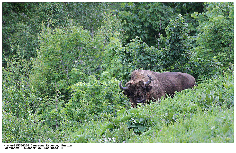 ������������� ����, ���������� ������, ���������-���������� ����������, ������, ���, ������, �������� ������, ���������� ��������������� ����������, ���������� ��������������� ��������� ���������� ���������� ����� �. �. �����������, ��������, ��������, �������������, �������������, �����, �����, XYZ, ���������, Bovidae, ����, ����������� ����, Bison bonasus, ����, �������� ������, ������, ����������, ����������, ������, ����������, ����������, ������