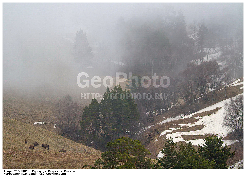 ������������� ����, ���������� ������, ���������-���������� ����������, ������, ���, ������, �������� ������, ���������� ��������������� ����������, ���������� ��������������� ��������� ���������� ���������� ����� �. �. �����������, ��������, ��������, �������������, �������������, �����, �����, XYZ, ���������, Bovidae, ����, ����������� ����, Bison bonasus, �����, ������������ �������, ������, ����������, ����������, ������, ����������, ����������, ������