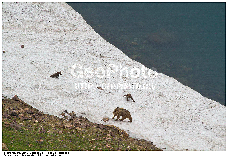 ������������� ����, ���������� ������, ���������-���������� ����������, ������, ���, ������, �������� ������, ���������� ��������������� ����������, ���������� ��������������� ��������� ���������� ���������� ����� �. �. �����������, ��������, ��������, �������������, �������������, �����, �����, �������, ������, XYZ, ��������, Ursidae, ���������� ����� �������, Ursus arctos meridionalis, Ursus arctos syriacus, ����� �������, ������������ �������, Ursus arctos, ����, ���� ������� ������, ������