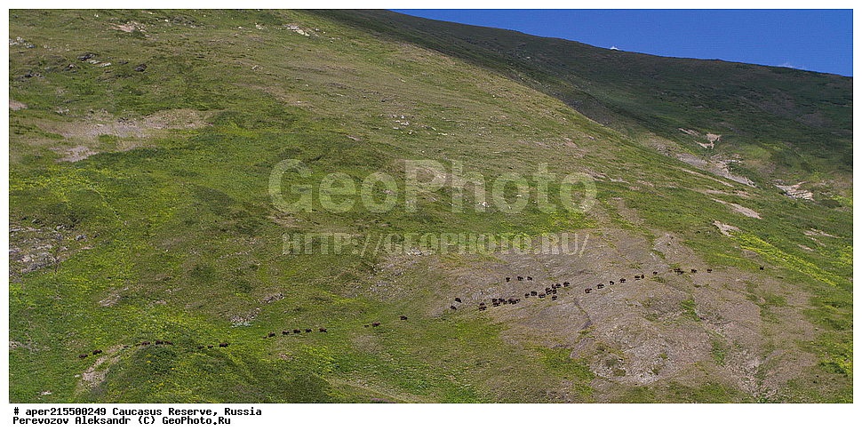 ������������� ����, ���������� ������, ���������-���������� ����������, ������, ���, ������, �������� ������, ���������� ��������������� ����������, ���������� ��������������� ��������� ���������� ���������� ����� �. �. �����������, ��������, ��������, �������������, �������������, �����, �����, XYZ, ���������, Bovidae, ����, ����������� ����, Bison bonasus, ����, �������� ������, ������, ����������, ����������, ������, ����������, ����������, ������