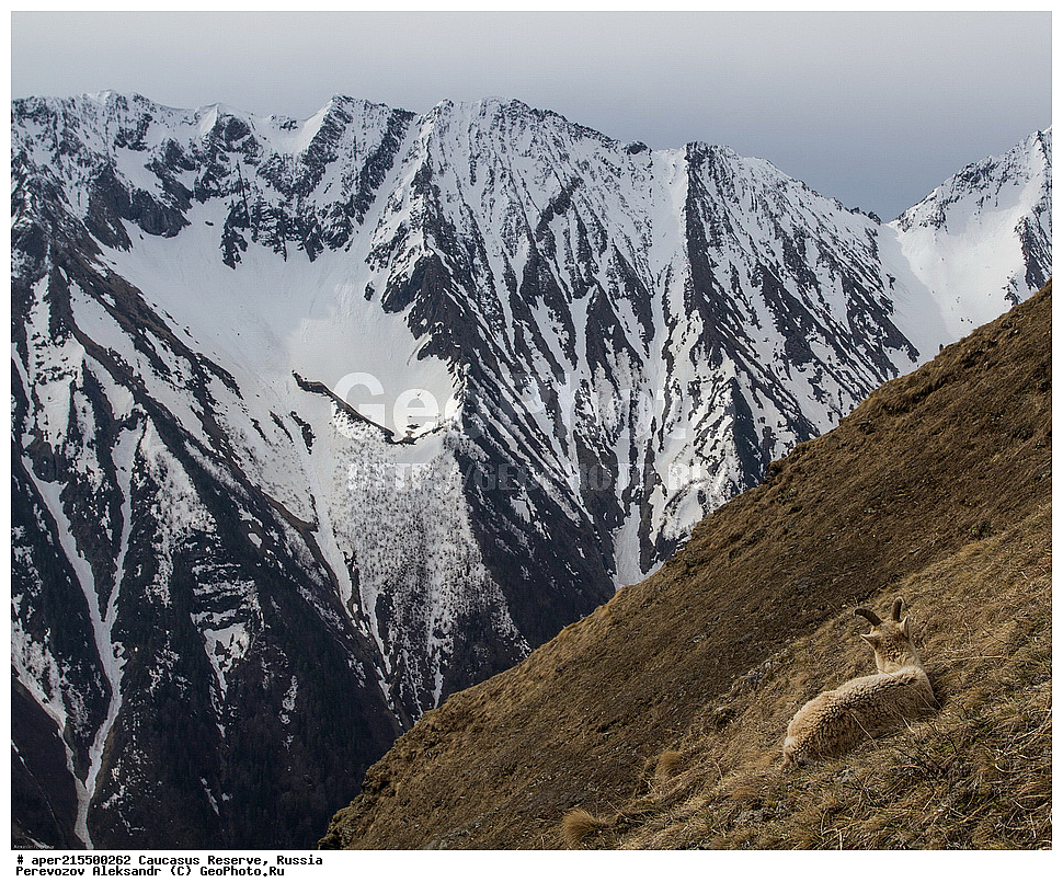 ������������� ����, ���������� ������, ���������-���������� ����������, ������, ���, ������, �������� ������, ���������� ��������������� ����������, ���������� ��������������� ��������� ���������� ���������� ����� �. �. �����������, ��������, ��������, �������������, �������������, �����, �����, XYZ, ���������, Bovidae, ����������������� ���, ��������� ���, ���������� ������ ����, ���������� ������ �����, Capra caucasica, �����, ���� �����, ������