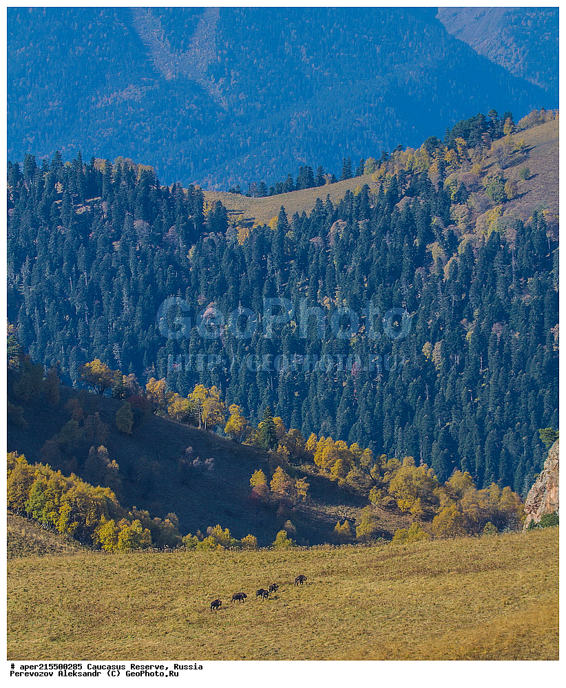 ������������� ����, ���������� ������, ���������-���������� ����������, ������, ���, ������, �������� ������, ���������� ��������������� ����������, ���������� ��������������� ��������� ���������� ���������� ����� �. �. �����������, ��������, ��������, �������������, �������������, �����, �����, XYZ, ���������, Bovidae, ����, ����������� ����, Bison bonasus, �����, ������, ����������, ����������, ������, ����������, ����������, ������