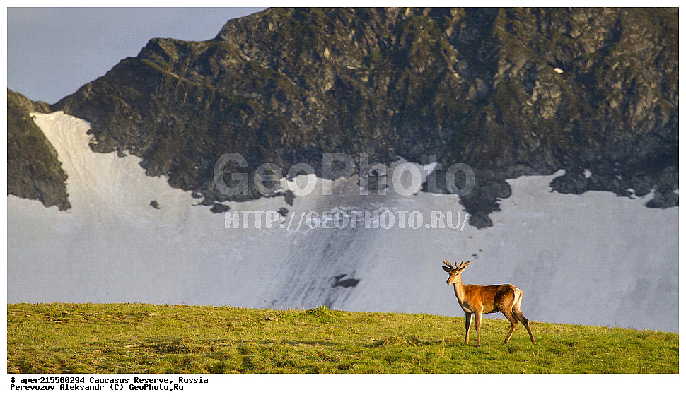 ������������� ����, ���������� ������, ���������-���������� ����������, ������, ���, ������, �������� ������, ���������� ��������������� ����������, ���������� ��������������� ��������� ���������� ���������� ����� �. �. �����������, ��������, ��������, �������������, �������������, �����, �����, XYZ, ��������, ������, Cervidae, ���������� �����, Cervus elaphus maral, ����������� �����, Cervus elaphus, Cervus canadensis, ����, �������� ������, ������