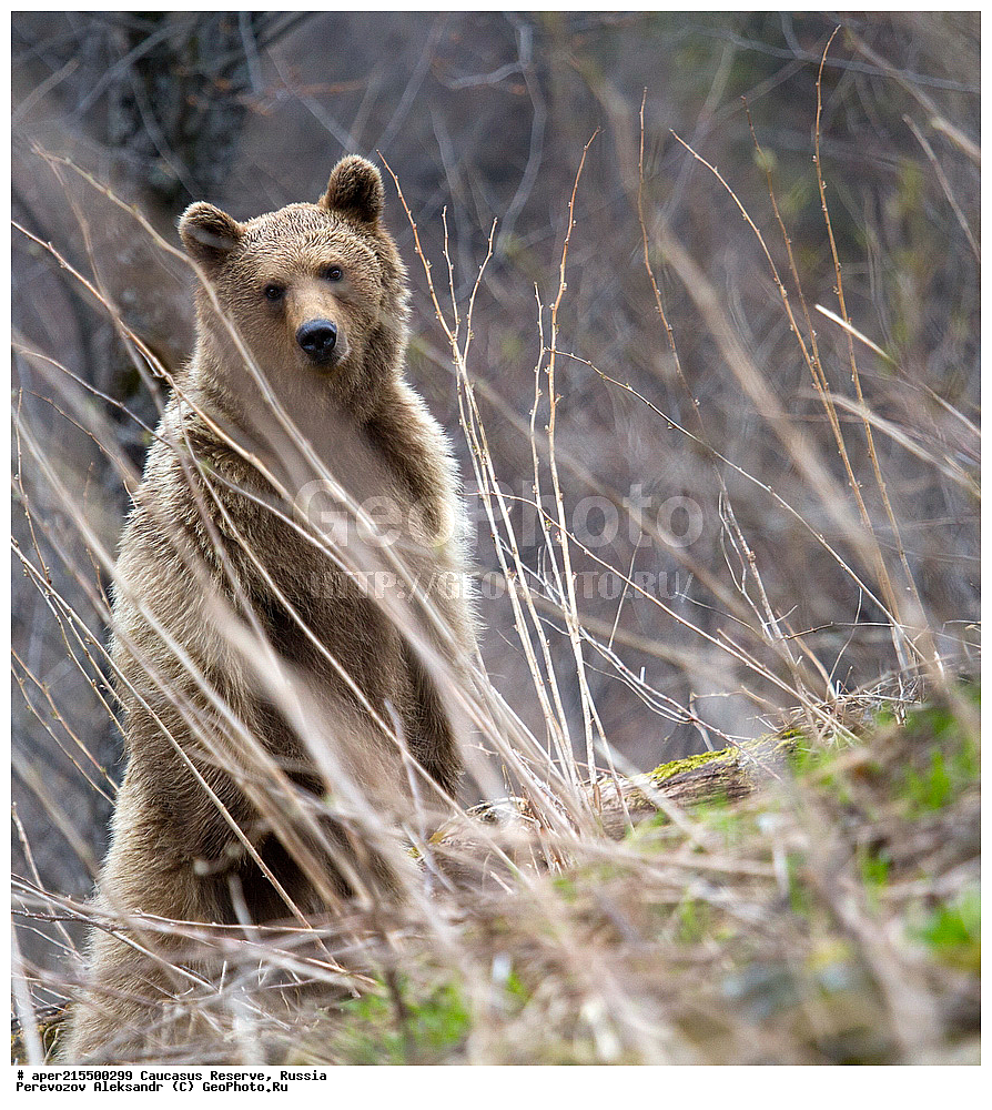  ������������� ����, ���������� ������, ���������-���������� ����������, ������, ���, ������, �������� ������, ���������� ��������������� ����������, ���������� ��������������� ��������� ���������� ���������� ����� �. �. �����������, ��������, ��������, �������������, �������������, �����, �����, �������, ������, XYZ, ��������, Ursidae, ���������� ����� �������, Ursus arctos meridionalis, Ursus arctos syriacus, ����� �������, ������������ �������, Ursus arctos, �����, ����� �������, ������