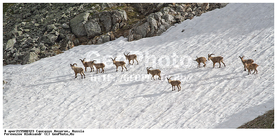 ������������� ����, ���������� ������, ���������-���������� ����������, ������, ���, ������, �������� ������, ���������� ��������������� ����������, ���������� ��������������� ��������� ���������� ���������� ����� �. �. �����������, ��������, ��������, �������������, �������������, �����, �����, XYZ, ���������, Bovidae, ����������������� ���, ��������� ���, ���������� ������ ����, ���������� ������ �����, Capra caucasica, ����, ������ ����� �����, ������