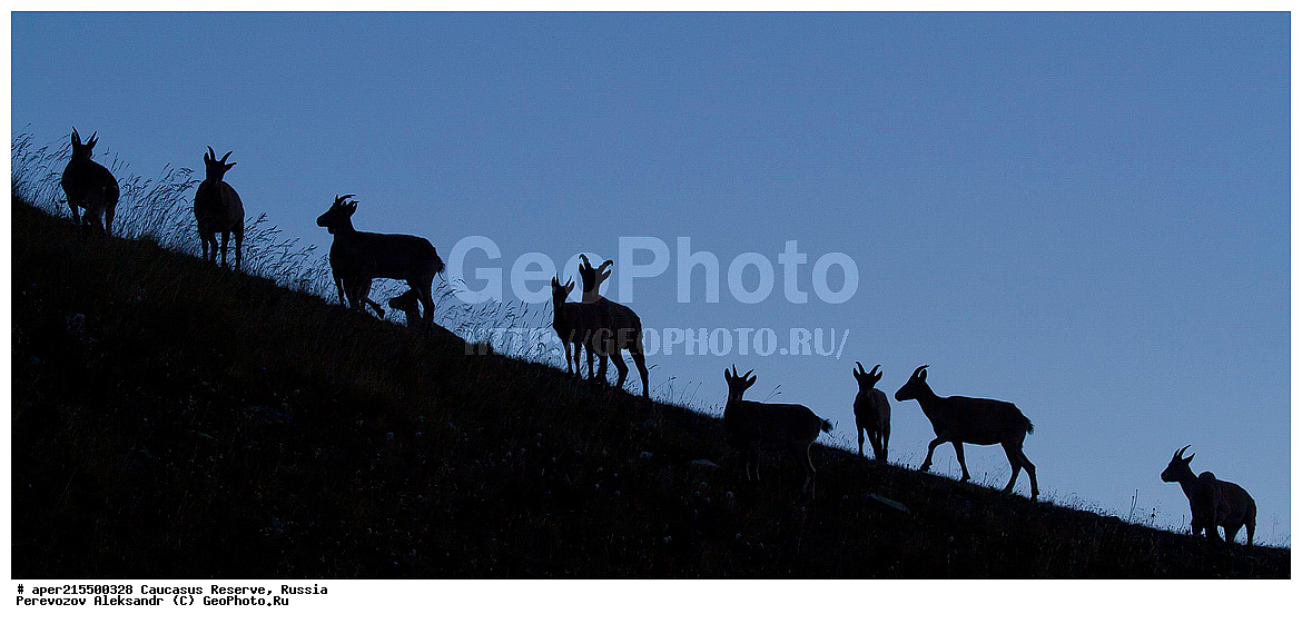 ������������� ����, ���������� ������, ���������-���������� ����������, ������, ���, ������, �������� ������, ���������� ��������������� ����������, ���������� ��������������� ��������� ���������� ���������� ����� �. �. �����������, ��������, ��������, �������������, �������������, �����, �����, XYZ, ���������, Bovidae, ����������������� ���, ��������� ���, ���������� ������ ����, ���������� ������ �����, Capra caucasica, �����, ����� ���������, ������ �����, ������