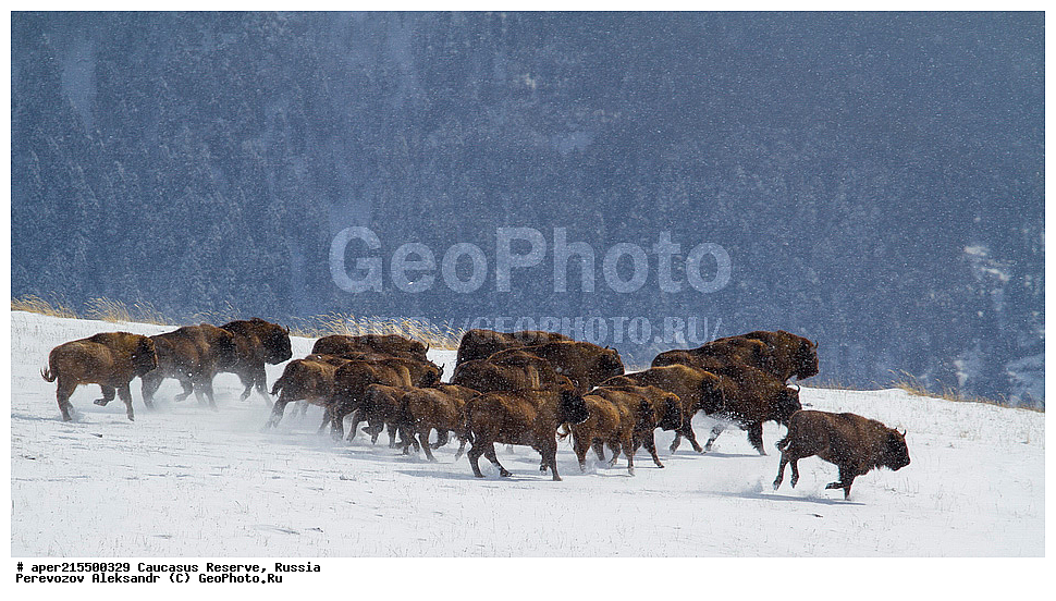 ������������� ����, ���������� ������, ���������-���������� ����������, ������, ���, ������, �������� ������, ���������� ��������������� ����������, ���������� ��������������� ��������� ���������� ���������� ����� �. �. �����������, ��������, ��������, �������������, �������������, �����, �����, XYZ, ���������, Bovidae, ����, ����������� ����, Bison bonasus, ����, ���������� ������, ������, ����������, ����������, ������, ����������, ����������, ������