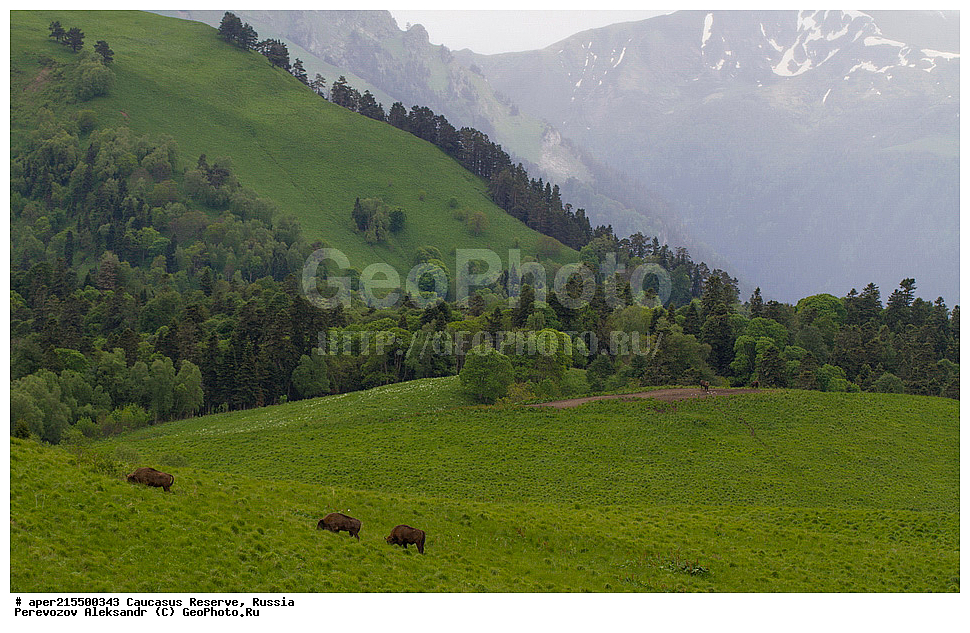 ������������� ����, ���������� ������, ���������-���������� ����������, ������, ���, ������, �������� ������, ���������� ��������������� ����������, ���������� ��������������� ��������� ���������� ���������� ����� �. �. �����������, ��������, ��������, �������������, �������������, �����, �����, XYZ, ���������, Bovidae, ����, ����������� ����, Bison bonasus, ����, ������ ������, ������, ����������, ����������, ������, ����������, ����������, ������