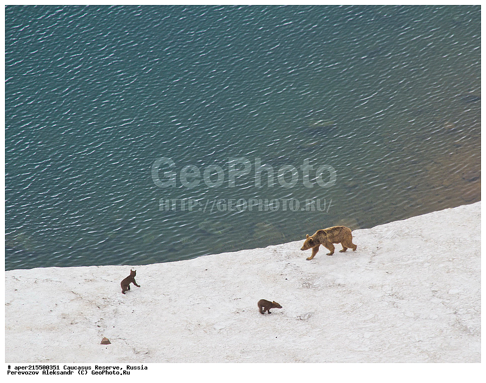 ������������� ����, ���������� ������, ���������-���������� ����������, ������, ���, ������, �������� ������, ���������� ��������������� ����������, ���������� ��������������� ��������� ���������� ���������� ����� �. �. �����������, ��������, ��������, �������������, �������������, �����, �����, �������, ������, XYZ, ��������, Ursidae, ���������� ����� �������, Ursus arctos meridionalis, Ursus arctos syriacus, ����� �������, ������������ �������, Ursus arctos, ����, ���� ������� ������, ������