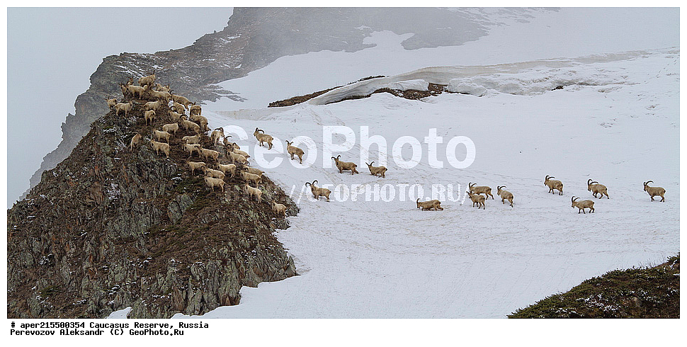 ������������� ����, ���������� ������, ���������-���������� ����������, ������, ���, ������, �������� ������, ���������� ��������������� ����������, ���������� ��������������� ��������� ���������� ���������� ����� �. �. �����������, ��������, ��������, �������������, �������������, �����, �����, XYZ, ���������, Bovidae, ����������������� ���, ��������� ���, ���������� ������ ����, ���������� ������ �����, Capra caucasica, �����, ������ ����� �����, ������