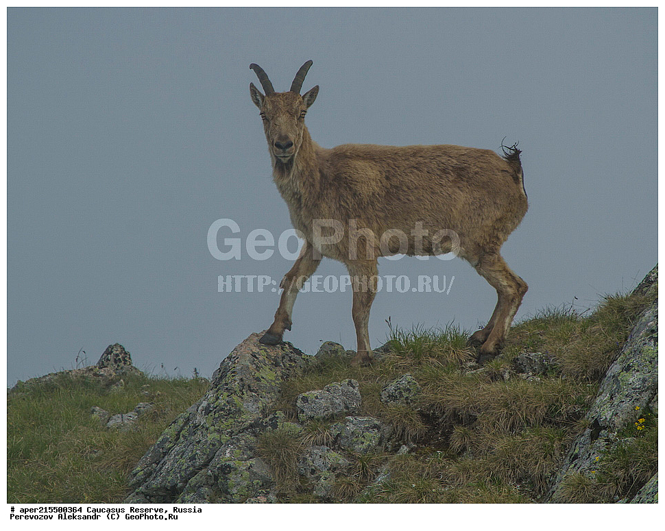 ������������� ����, ���������� ������, ���������-���������� ����������, ������, ���, ������, �������� ������, ���������� ��������������� ����������, ���������� ��������������� ��������� ���������� ���������� ����� �. �. �����������, ��������, ��������, �������������, �������������, �����, �����, XYZ, ���������, Bovidae, ����������������� ���, ��������� ���, ���������� ������ ����, ���������� ������ �����, Capra caucasica, ����, ���� �����, ������