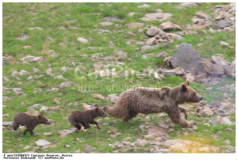 ������������� ����, ���������� ������, ���������-���������� ����������, ������, ���, ������, �������� ������, ���������� ��������������� ����������, ���������� ��������������� ��������� ���������� ���������� ����� �. �. �����������, ��������, ��������, �������������, �������������, �����, �����, �������, ������, XYZ, ��������, Ursidae, ���������� ����� �������, Ursus arctos meridionalis, Ursus arctos syriacus, ����� �������, ������������ �������, Ursus arctos, ����, ���� ������� ������, ������