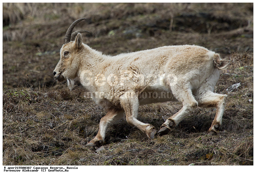 ������������� ����, ���������� ������, ���������-���������� ����������, ������, ���, ������, �������� ������, ���������� ��������������� ����������, ���������� ��������������� ��������� ���������� ���������� ����� �. �. �����������, ��������, ��������, �������������, �������������, �����, �����, XYZ, ���������, Bovidae, ����������������� ���, ��������� ���, ���������� ������ ����, ���������� ������ �����, Capra caucasica, �����, ���� �����, ������