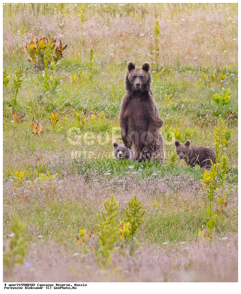 ������������� ����, ���������� ������, ���������-���������� ����������, ������, ���, ������, �������� ������, ���������� ��������������� ����������, ���������� ��������������� ��������� ���������� ���������� ����� �. �. �����������, ��������, ��������, �������������, �������������, �����, �����, �������, ������, XYZ, ��������, Ursidae, ���������� ����� �������, Ursus arctos meridionalis, Ursus arctos syriacus, ����� �������, ������������ �������, Ursus arctos, ����, ���� �����, ������