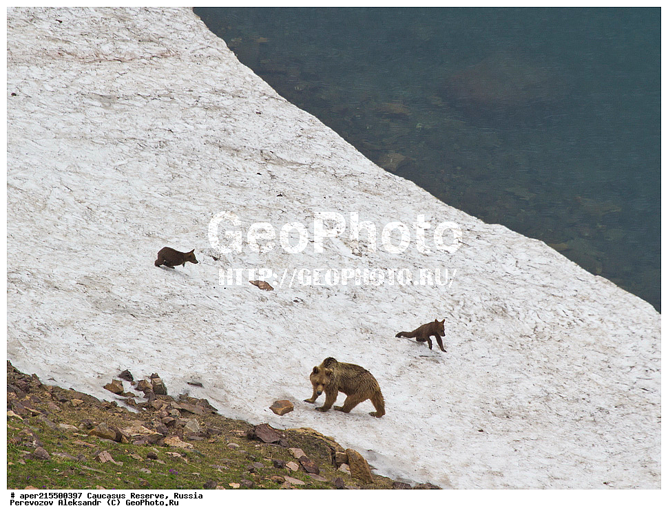 ������������� ����, ���������� ������, ���������-���������� ����������, ������, ���, ������, �������� ������, ���������� ��������������� ����������, ���������� ��������������� ��������� ���������� ���������� ����� �. �. �����������, ��������, ��������, �������������, �������������, �����, �����, �������, ������, XYZ, ��������, Ursidae, ���������� ����� �������, Ursus arctos meridionalis, Ursus arctos syriacus, ����� �������, ������������ �������, Ursus arctos, ����, ���� ������� ������, ������