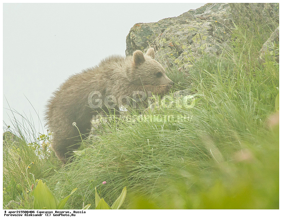 ������������� ����, ���������� ������, ���������-���������� ����������, ������, ���, ������, �������� ������, ���������� ��������������� ����������, ���������� ��������������� ��������� ���������� ���������� ����� �. �. �����������, ��������, ��������, �������������, �������������, �����, �����, �������, ������, XYZ, ��������, Ursidae, ���������� ����� �������, Ursus arctos meridionalis, Ursus arctos syriacus, ����� �������, ������������ �������, Ursus arctos, ����, ���� �����, ������