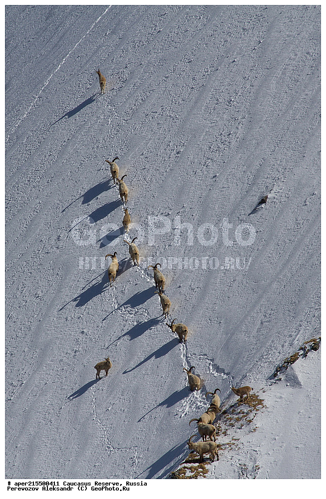 ������������� ����, ���������� ������, ���������-���������� ����������, ������, ���, ������, �������� ������, ���������� ��������������� ����������, ���������� ��������������� ��������� ���������� ���������� ����� �. �. �����������, ��������, ��������, �������������, �������������, �����, �����, XYZ, ���������, Bovidae, ����������������� ���, ��������� ���, ���������� ������ ����, ���������� ������ �����, Capra caucasica, �����, ���� �����, ������