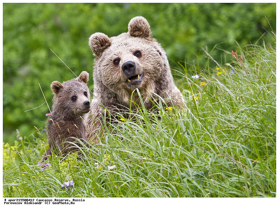 ������������� ����, ���������� ������, ���������-���������� ����������, ������, ���, ������, �������� ������, ���������� ��������������� ����������, ���������� ��������������� ��������� ���������� ���������� ����� �. �. �����������, ��������, ��������, �������������, �������������, �����, �����, �������, ������, XYZ, ��������, Ursidae, ���������� ����� �������, Ursus arctos meridionalis, Ursus arctos syriacus, ����� �������, ������������ �������, Ursus arctos, ����, ������ ����� �����, ������