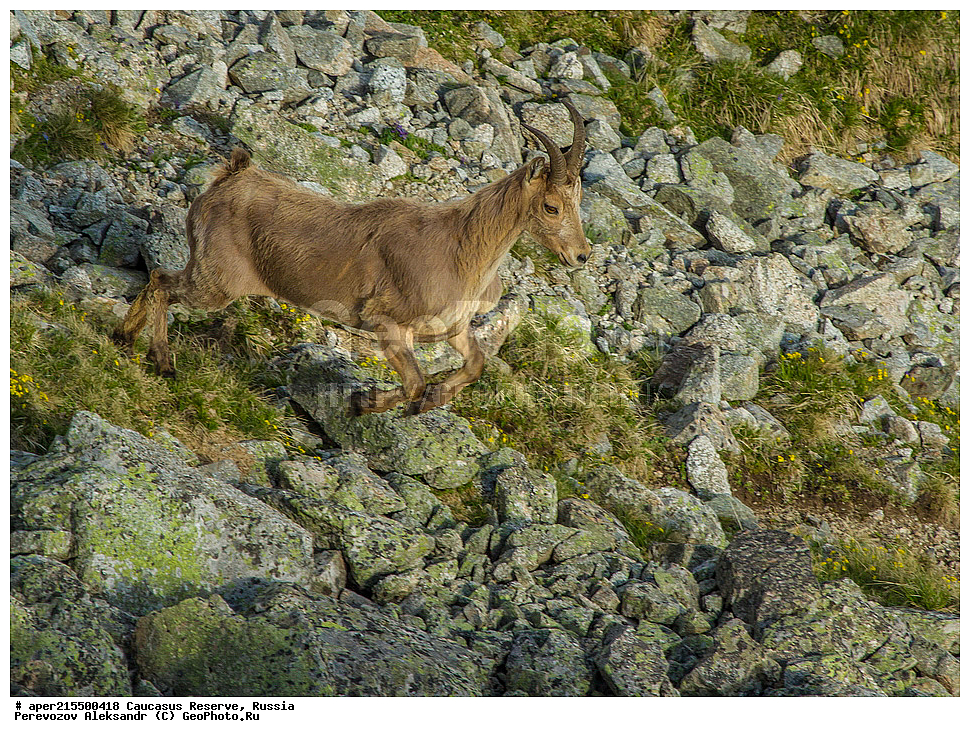 ������������� ����, ���������� ������, ���������-���������� ����������, ������, ���, ������, �������� ������, ���������� ��������������� ����������, ���������� ��������������� ��������� ���������� ���������� ����� �. �. �����������, ��������, ��������, �������������, �������������, �����, �����, XYZ, ���������, Bovidae, ����������������� ���, ��������� ���, ���������� ������ ����, ���������� ������ �����, Capra caucasica, ����, ���� �����, ������