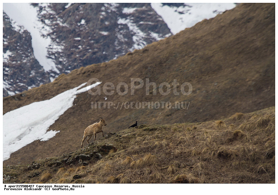 ������������� ����, ���������� ������, ���������-���������� ����������, ������, ���, ������, �������� ������, ���������� ��������������� ����������, ���������� ��������������� ��������� ���������� ���������� ����� �. �. �����������, ��������, ��������, �������������, �������������, �����, �����, XYZ, ���������, Bovidae, ����������������� ���, ��������� ���, ���������� ������ ����, ���������� ������ �����, Capra caucasica, �����, ���� �����, ������