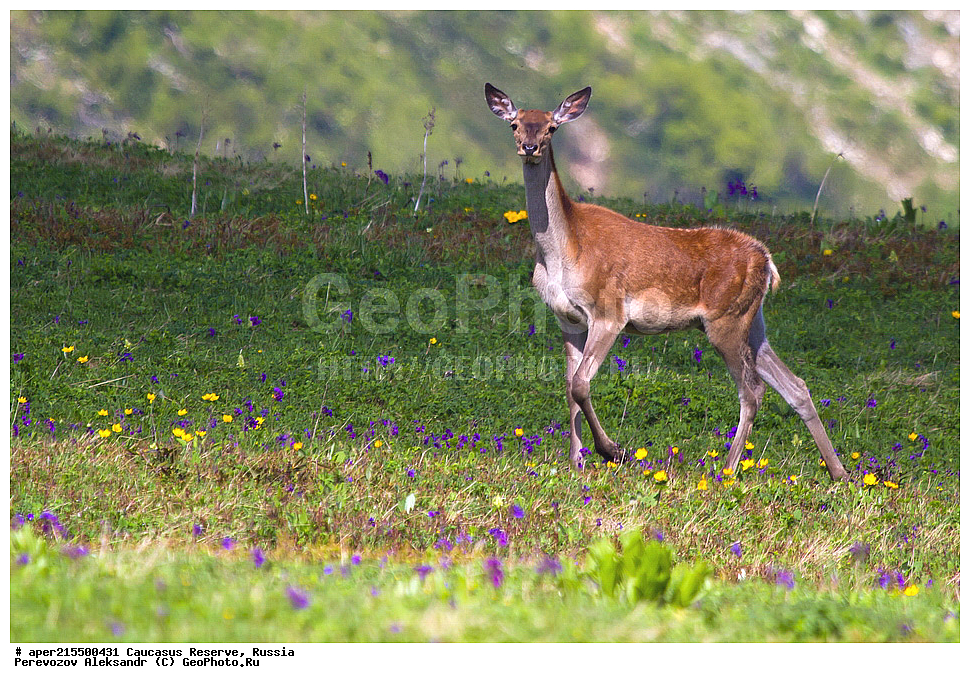 ������������� ����, ���������� ������, ���������-���������� ����������, ������, ���, ������, �������� ������, ���������� ��������������� ����������, ���������� ��������������� ��������� ���������� ���������� ����� �. �. �����������, ��������, ��������, �������������, �������������, �����, �����, XYZ, ��������, ������, Cervidae, ���������� �����, Cervus elaphus maral, ����������� �����, Cervus elaphus, Cervus canadensis, ����, ��������� �������, ������