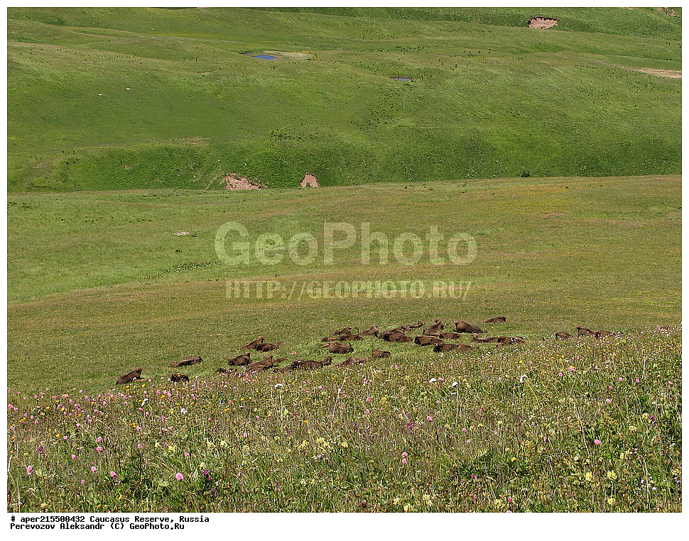  ������������� ����, ���������� ������, ���������-���������� ����������, ������, ���, ������, �������� ������, ���������� ��������������� ����������, ���������� ��������������� ��������� ���������� ���������� ����� �. �. �����������, ��������, ��������, �������������, �������������, �����, �����, XYZ, ���������, Bovidae, ����, ����������� ����, Bison bonasus, ����, ���������� ������, ���� ������, ������, ����������, ����������, ������, ����������, ����������, ������