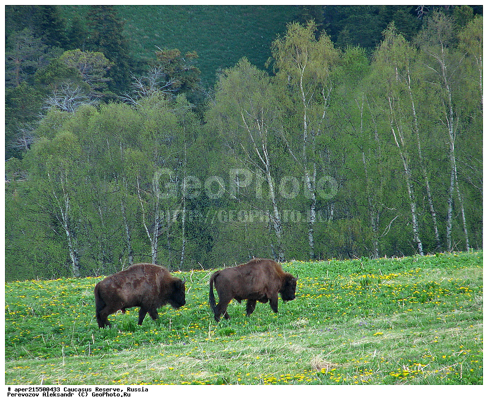 ������������� ����, ���������� ������, ���������-���������� ����������, ������, ���, ������, �������� ������, ���������� ��������������� ����������, ���������� ��������������� ��������� ���������� ���������� ����� �. �. �����������, ��������, ��������, �������������, �������������, �����, �����, XYZ, ���������, Bovidae, ����, ����������� ����, Bison bonasus, �����, ������������ �������, ������, ����������, ����������, ������, ����������, ����������, ������