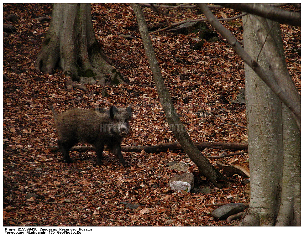 ������������� ����, ���������� ������, ���������-���������� ����������, ������, ���, ������, �������� ������, ���������� ��������������� ����������, ���������� ��������������� ��������� ���������� ���������� ����� �. �. �����������, ��������, ��������, �������������, �������������, �����, �����, XYZ, �������, Sciuridae, �����, �����, ����� ������, Sus scrofa, �����, ������