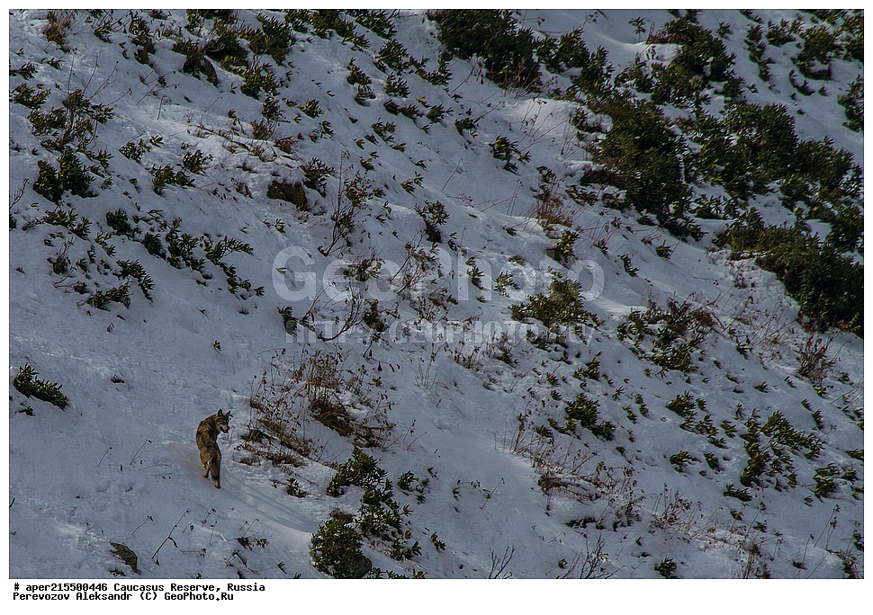 ������������� ����, ���������� ������, ���������-���������� ����������, ������, ���, ������, �������� ������, ���������� ��������������� ����������, ���������� ��������������� ��������� ���������� ���������� ����� �. �. �����������, ��������, ��������, �������������, �������������, �����, �����, �������, ������, XYZ, ������, �������, ������, Canidae, ����� ����, ����, ������������ ����, Canis lupus, ����, ��������� ������, ������