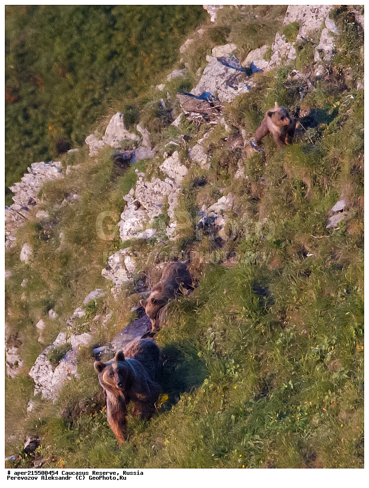 ������������� ����, ���������� ������, ���������-���������� ����������, ������, ���, ������, �������� ������, ���������� ��������������� ����������, ���������� ��������������� ��������� ���������� ���������� ����� �. �. �����������, ��������, ��������, �������������, �������������, �����, �����, �������, ������, XYZ, ��������, Ursidae, ���������� ����� �������, Ursus arctos meridionalis, Ursus arctos syriacus, ����� �������, ������������ �������, Ursus arctos, ����, ���� �����, ������