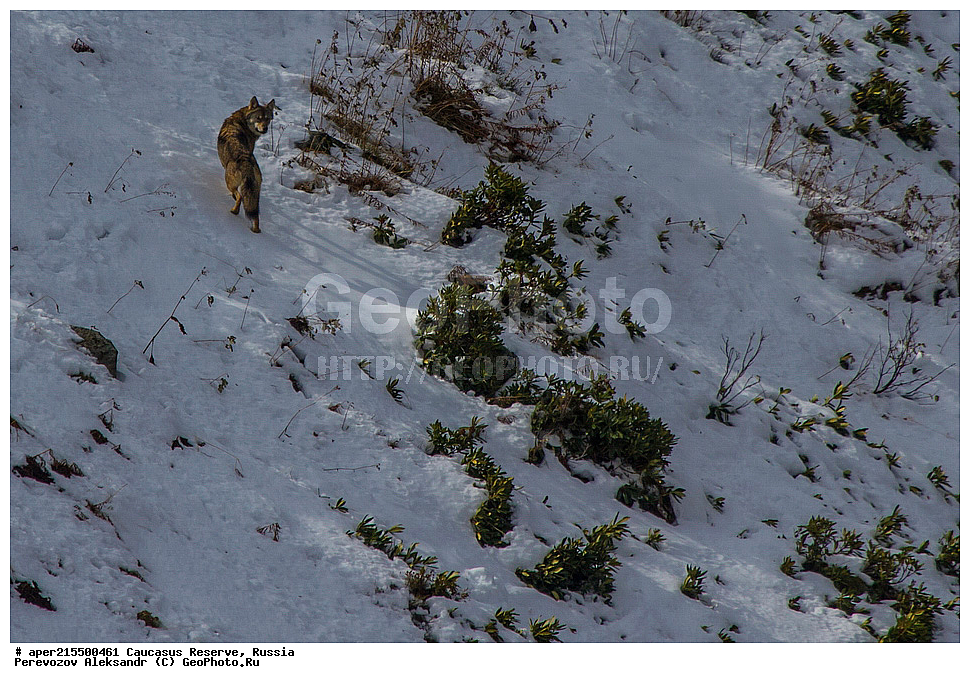 ������������� ����, ���������� ������, ���������-���������� ����������, ������, ���, ������, �������� ������, ���������� ��������������� ����������, ���������� ��������������� ��������� ���������� ���������� ����� �. �. �����������, ��������, ��������, �������������, �������������, �����, �����, �������, ������, XYZ, ������, �������, ������, Canidae, ����� ����, ����, ������������ ����, Canis lupus, ����, ��������� ������, ������