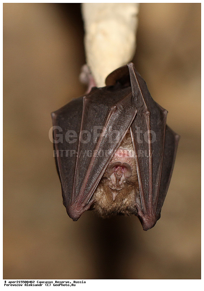  ������������� ����, ���������� ������, ���������-���������� ����������, ������, ���, ������, �������� ������, ���������� ��������������� ����������, ���������� ��������������� ��������� ���������� ���������� ����� �. �. �����������, ��������, ��������, �������������, �������������, �����, �����, ������� ����, ������� ����, ������