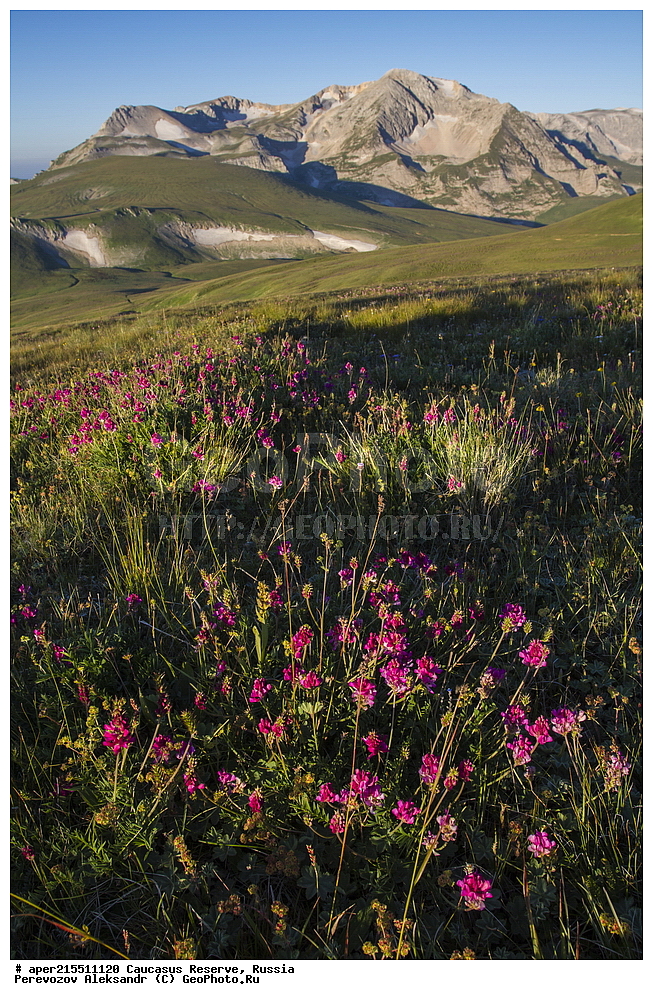 ������������� ����, ���������� ������, ���������-���������� ����������, ������, ���, ������, �������� ������, ���������� ��������������� ����������, ���������� ��������������� ��������� ���������� ���������� ����� �. �. ����������� ����������� ������� � ����-��������� ������ ������, ���� ����, �����, �������, �����-���, ������ �������� ����, ����, �����, ���, ������, �������� ����, ����������� �������, ��������, ��� Onobrychis, ��������, ��� Onobrychis, ������