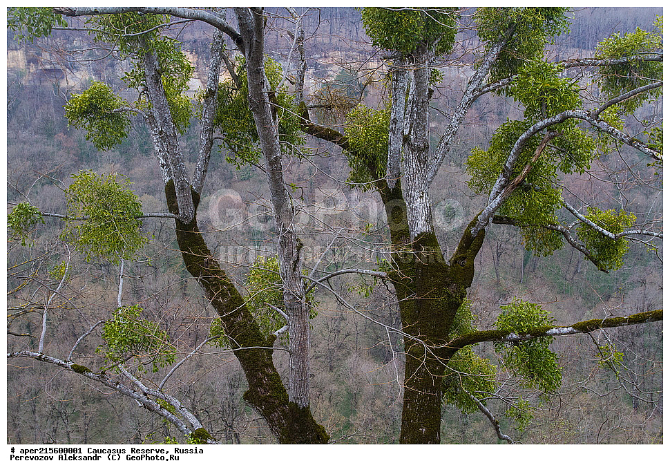 ������������� ����, ���������� ������, ���������-���������� ����������, ������, ���, ������, �������� ������, ���������� ��������������� ����������, ���������� ��������������� ��������� ���������� ���������� ����� �. �. �����������, ������ ��������, �����, ���������� ��������, ������������ ��������, ������������ ��������, ����, �����, �����, �����, XYZ, ��������, ����������, Viscaceae, Santalaceae, ����� �����, Viscum album, ������, �����, ������, ������, ���������� ����������