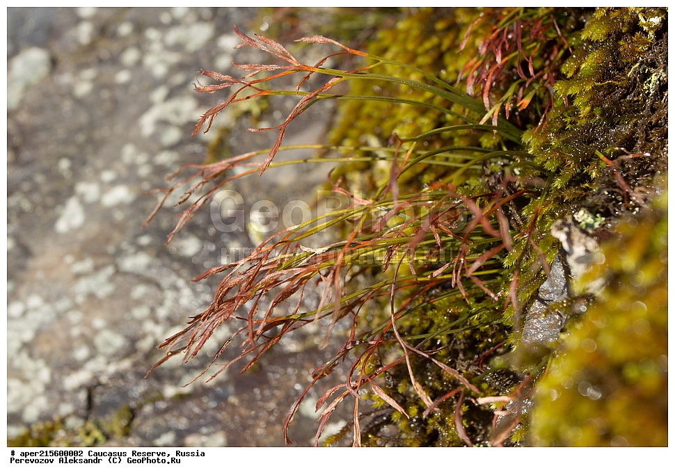 ������������� ����, ���������� ������, ���������-���������� ����������, ������, ���, ������, �������� ������, ���������� ��������������� ����������, ���������� ��������������� ��������� ���������� ���������� ����� �. �. �����������, ������ ��������, �����, ���������� ��������, ������������ ��������, ������������ ��������, XYZ, �����������, Aspleniaceae, �������� ��������, ��������� ��������, Asplenium septentrionale, ������, �����, ������, ������, ���������� ����������