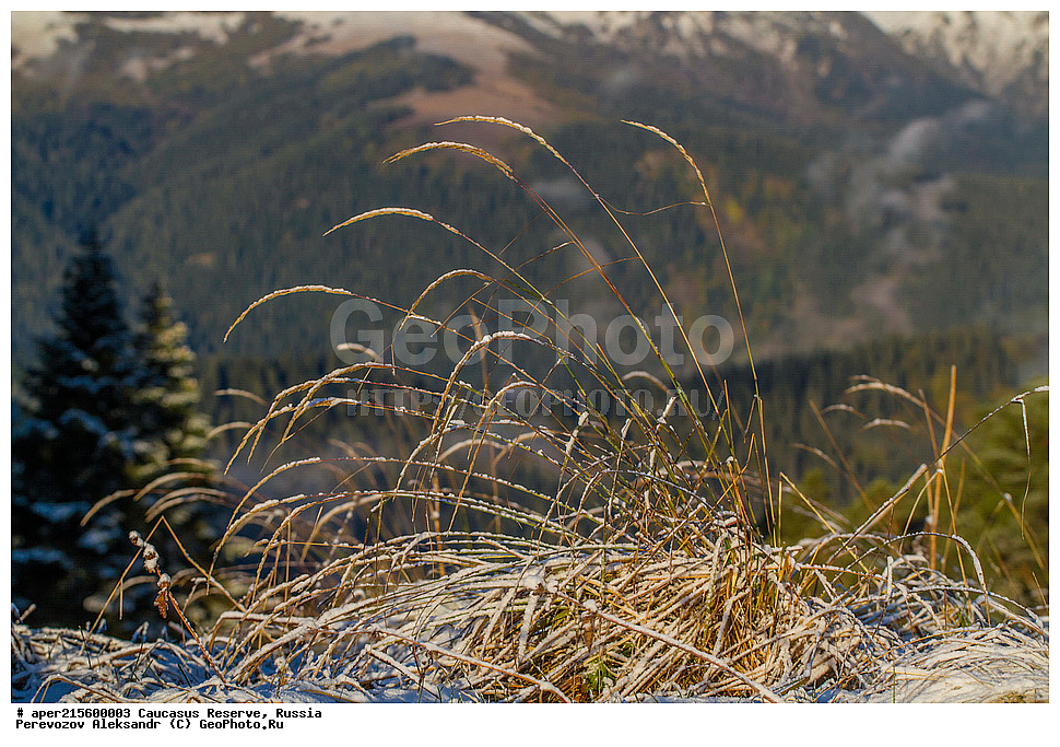 ������������� ����, ���������� ������, ���������-���������� ����������, ������, ���, ������, �������� ������, ���������� ��������������� ����������, ���������� ��������������� ��������� ���������� ���������� ����� �. �. �����������, ������ ��������, �����, ���������� ��������, ������������ ��������, ������������ ��������, ������, �����, �����, ����������, Gramineae, Poaceae, ������, Calamagrostis sp., ������, �����, ������, ������, ���������� ����������