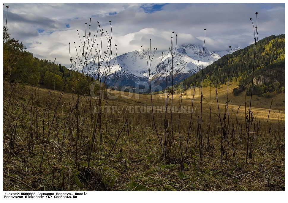 ������������� ����, ���������� ������, ���������-���������� ����������, ������, ���, ������, �������� ������, ���������� ��������������� ����������, ���������� ��������������� ��������� ���������� ���������� ����� �. �. �����������, ������ ��������, �����, ���������� ��������, ������������ ��������, ������������ ��������, ������, �����, XYZ, �����������, ���������������, Dipsacaceae, ����������� ������, Knautia montana, ������, �����, ������, ������, ���������� ����������