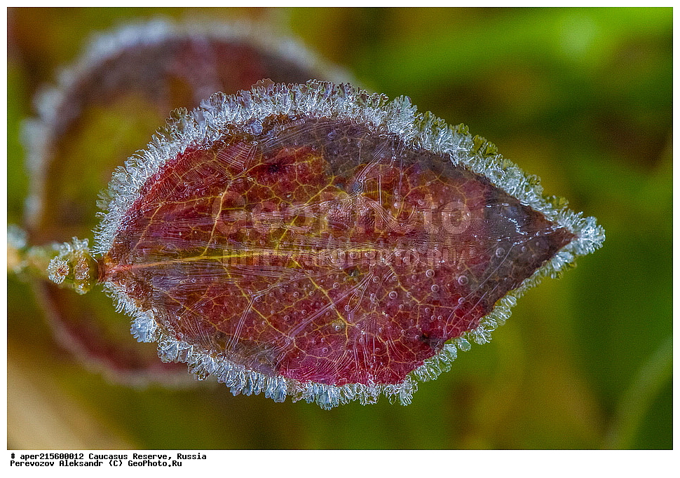 ������������� ����, ���������� ������, ���������-���������� ����������, ������, ���, ������, �������� ������, ���������� ��������������� ����������, ���������� ��������������� ��������� ���������� ���������� ����� �. �. �����������, ������ ��������, �����, ���������� ��������, ������������ ��������, ������������ ��������, XYZ, ����������, Ericaceae, ������� ������������, ������� ������������, Vaccinium myrtillus, �����, ������, �����, ������, ������, ���������� ����������