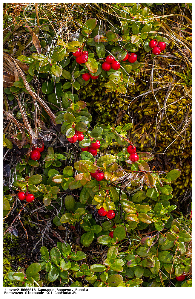 ������������� ����, ���������� ������, ���������-���������� ����������, ������, ���, ������, �������� ������, ���������� ��������������� ����������, ���������� ��������������� ��������� ���������� ���������� ����� �. �. �����������, ������ ��������, �����, ���������� ��������, ������������ ��������, ������������ ��������, XYZ, ����������, Ericaceae, ��������, Vaccinium vitis-idaea, �����, ����, �����, �����, �����, ������, �����, ������, ������, ���������� ����������