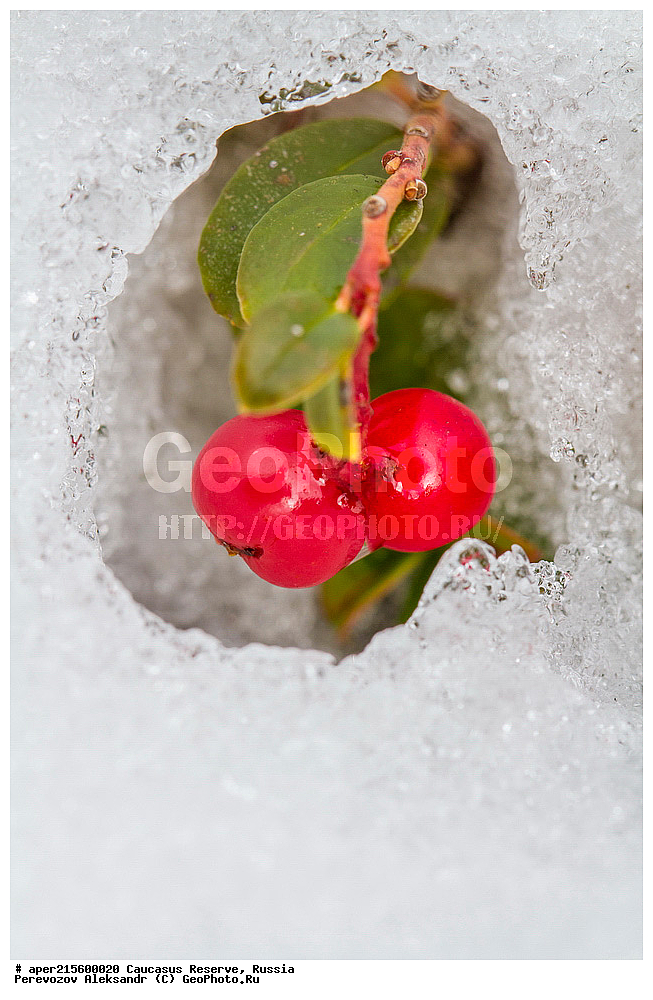 ������������� ����, ���������� ������, ���������-���������� ����������, ������, ���, ������, �������� ������, ���������� ��������������� ����������, ���������� ��������������� ��������� ���������� ���������� ����� �. �. �����������, ������ ��������, �����, ���������� ��������, ������������ ��������, ������������ ��������, XYZ, ����������, Ericaceae, ��������, Vaccinium vitis-idaea, �����, ������, �����, ������, ������, ���������� ����������, ����, �����, �����, �����