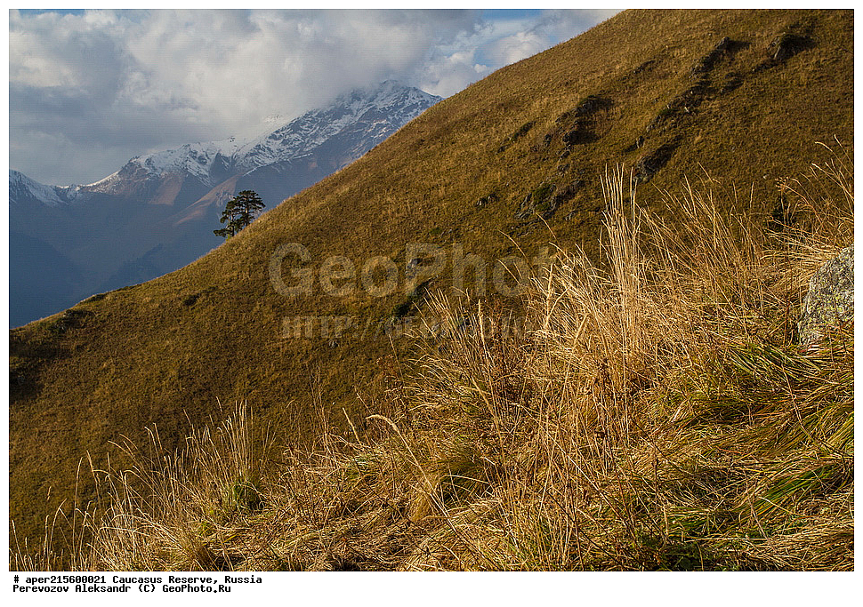 ������������� ����, ���������� ������, ���������-���������� ����������, ������, ���, ������, �������� ������, ���������� ��������������� ����������, ���������� ��������������� ��������� ���������� ���������� ����� �. �. �����������, ������ ��������, �����, ���������� ��������, ������������ ��������, ������������ ��������, ������, �����, �����, ����������, Gramineae, Poaceae, ������, Calamagrostis sp., ������, �����, ������, ������, ���������� ����������