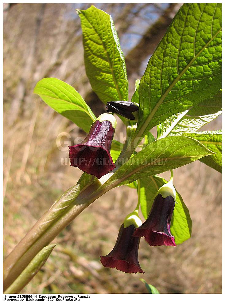 ������������� ����, ���������� ������, ���������-���������� ����������, ������, ���, ������, �������� ������, ���������� ��������������� ����������, ���������� ��������������� ��������� ���������� ���������� ����� �. �. �����������, ������ ��������, �����, ���������� ��������, ������������ ��������, ������������ ��������, ������, �����, XYZ, ����������, ���������, Solanaceae, �������� ����������, �������� �������������, Scopolia caucasica, ������, �����, ������, ������, ���������� ����������