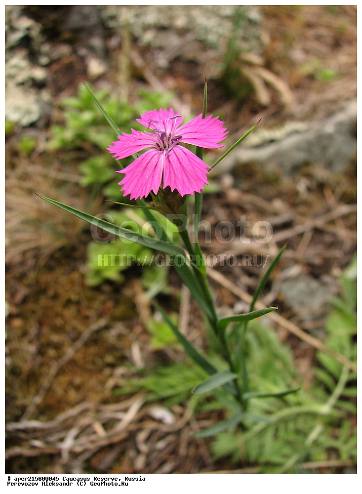 ������������� ����, ���������� ������, ���������-���������� ����������, ������, ���, ������, �������� ������, ���������� ��������������� ����������, ���������� ��������������� ��������� ���������� ���������� ����� �. �. �����������, ������ ��������, �����, ���������� ��������, ������������ ��������, ������������ ��������, ������, �����, XYZ, �����������, ����������, Caryophyllaceae, �������� ���������, Dianthus kubanensis, ������, �����, ������, ������, ���������� ����������