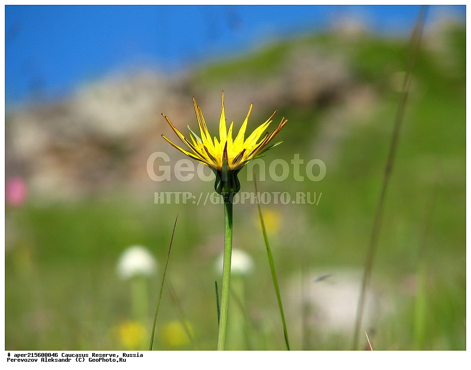 ������������� ����, ���������� ������, ���������-���������� ����������, ������, ���, ������, �������� ������, ���������� ��������������� ����������, ���������� ��������������� ��������� ���������� ���������� ����� �. �. �����������, ������ ��������, �����, ���������� ��������, ������������ ��������, ������������ ��������, ������, �����, XYZ, ��������, �������������, Asteraceae, Compositae, �������������, Tragopogon sp., ������, �����, ������, ������, ���������� ����������