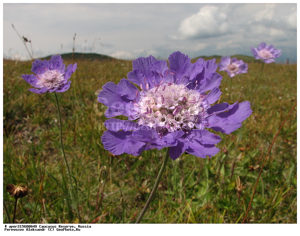  ������������� ����, ���������� ������, ���������-���������� ����������, ������, ���, ������, �������� ������, ���������� ��������������� ����������, ���������� ��������������� ��������� ���������� ���������� ����� �. �. �����������, ������ ��������, �����, ���������� ��������, ������������ ��������, ������������ ��������, ������, �����, XYZ, �����������, ���������������, Dipsacaceae, �������� ����������, Scabiosa caucasica, Lomelosia caucasica, Trochocephalus caucasicus, ������, �����, ������, ������, ���������� ����������