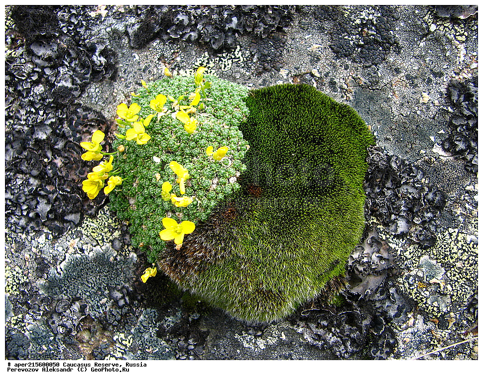 ������������� ����, ���������� ������, ���������-���������� ����������, ������, ���, ������, �������� ������, ���������� ��������������� ����������, ���������� ��������������� ��������� ���������� ���������� ����� �. �. �����������, ������ ��������, �����, ���������� ��������, ������������ ��������, ������������ ��������, ������, �����, XYZ, ���������, ����������, �������������, Brassicaceae, Crucifera, ������ ����������, ����� ����������, Draba bryoides, ������, �����, ������, ������, ���������� ����������