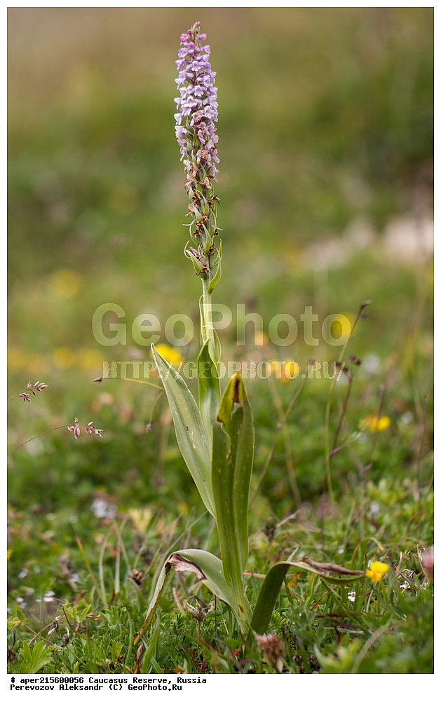 ������������� ����, ���������� ������, ���������-���������� ����������, ������, ���, ������, �������� ������, ���������� ��������������� ����������, ���������� ��������������� ��������� ���������� ���������� ����� �. �. �����������, ������ ��������, �����, ���������� ��������, ������������ ��������, ������������ ��������, ������, �����, XYZ, ��������, ������������, �������, Orchidaceae, �������� ������������, �������� �����������, Gymnadenia conopsea, ������, �����, ������, ������, ���������� ����������