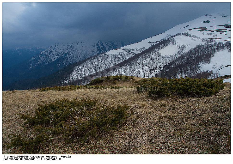  ������������� ����, ���������� ������, ���������-���������� ����������, ������, ���, ������, �������� ������, ���������� ��������������� ����������, ���������� ��������������� ��������� ���������� ���������� ����� �. �. �����������, ������ ��������, �����, ���������� ��������, ������������ ��������, ������������ ��������, XYZ, �����������, Cupressaceae, ������������, Juniperus sp., �����, ������, �����, ������, ������, ���������� ����������