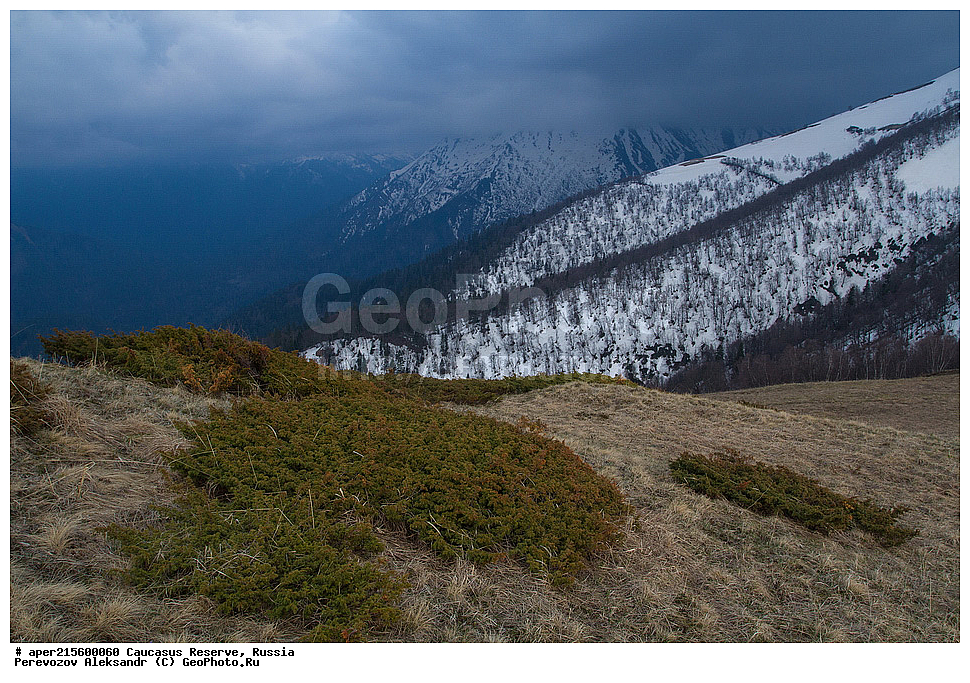  ������������� ����, ���������� ������, ���������-���������� ����������, ������, ���, ������, �������� ������, ���������� ��������������� ����������, ���������� ��������������� ��������� ���������� ���������� ����� �. �. �����������, ������ ��������, �����, ���������� ��������, ������������ ��������, ������������ ��������, XYZ, �����������, Cupressaceae, ������������, Juniperus sp., �����, ������, �����, ������, ������, ���������� ����������